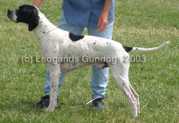 RBOB, DCC & 1st Limit Dog